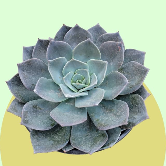 Echeveria